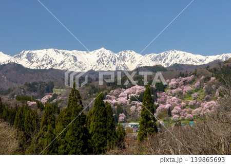 長野県上水内郡小川村高府　オオヤマザクラ、エドヒガンなどが咲く二反田の桜と残雪の北アルプス白馬三山 139865693