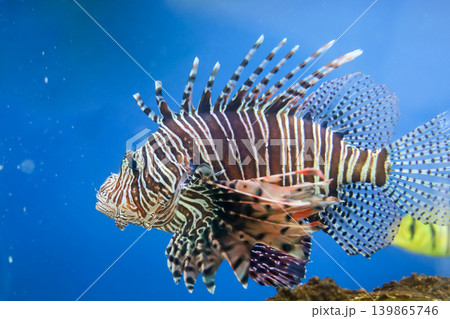 The red lion fish in water 139865746