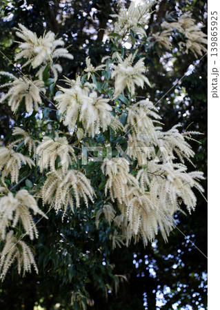 椎の花 椎の花 139865925