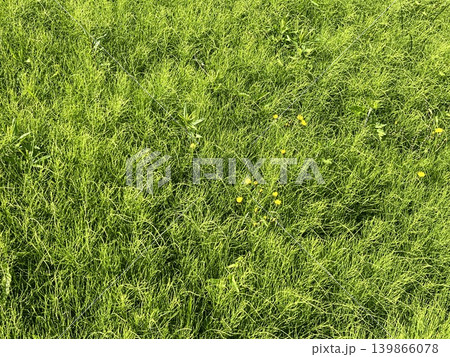 スギナの生い茂る初夏の原っぱ 139866078
