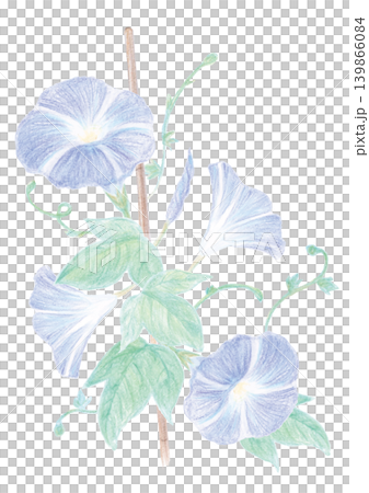 色鉛筆で描いた青い朝顔のベクターイラスト 139866084