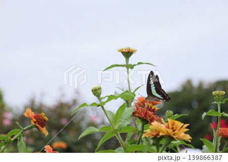 Colorful Butterfly and Garden Flowers in Soft Ligh Colorful Butterfly and Garden Flowers in Soft Ligh 139866387