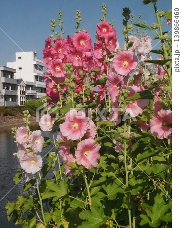 初夏の日差しを浴びたタピンクのチアオイ（江ノ口川岸の立葵） 139866460