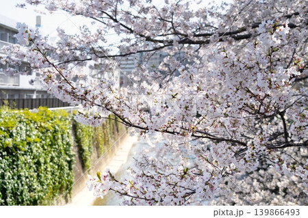 東京の桜・神田川 高戸橋 東京の桜・神田川 高戸橋 139866493
