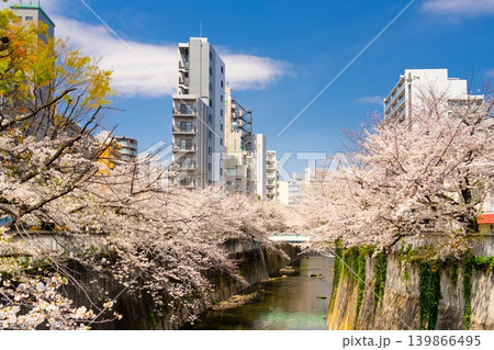東京の桜・神田川 早稲田 東京の桜・神田川 早稲田 139866495