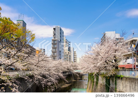 東京の桜・神田川　早稲田 139866496