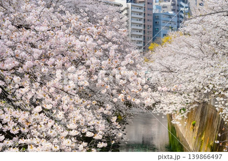 東京の桜・神田川 早稲田 東京の桜・神田川 早稲田 139866497