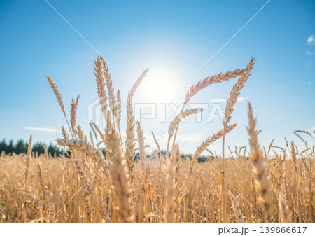 Golden wheat field under the bright sunlight on a clear summer day in the countryside, with blue sky in the background. Golden wheat field under the bright sunlight on a clear summer day in the countryside, with blue sky in the background. 139866617