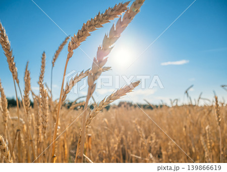Golden wheat field under the bright sunlight on a clear summer day in the countryside, with blue sky in the background. Golden wheat field under the bright sunlight on a clear summer day in the countryside, with blue sky in the background. 139866619
