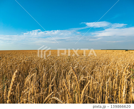 Golden wheat field under the bright sunlight on a clear summer day in the countryside, with blue sky in the background. 139866620