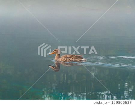 Duck swims in calm lake through dense morning fog. Duck swims in calm lake through dense morning fog. 139866637