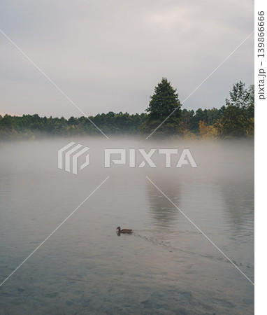 Duck swims in calm lake through dense morning fog with trees in background on early morning. Duck swims in calm lake through dense morning fog with trees in background on early morning. 139866666