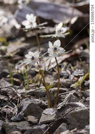 セツブンソウの花 セツブンソウの花 139866784