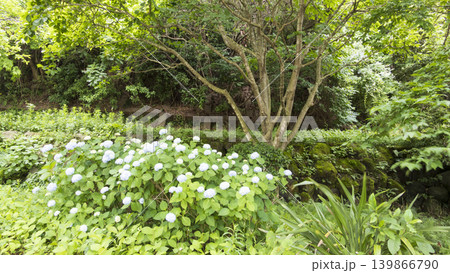 くりはま花の国の初夏 139866790