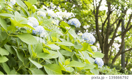 くりはま花の国の初夏 139866792