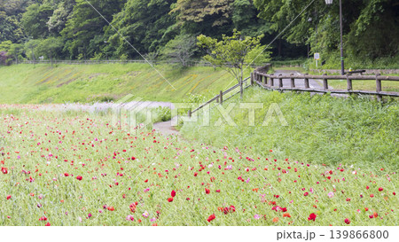くりはま花の国の初夏 139866800