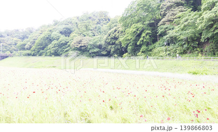 くりはま花の国の初夏 くりはま花の国の初夏 139866803