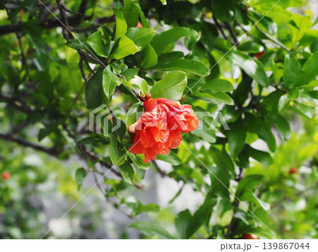 柔らかな日差しを浴びた紅一点(一輪のハナザクロのオレンジ色の花のクローズアップ) 柔らかな日差しを浴びた紅一点(一輪のハナザクロのオレンジ色の花のクローズアップ) 139867044