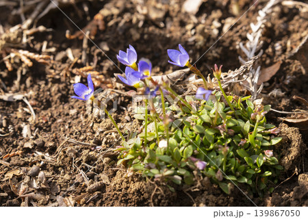 ヒナソウの花 139867050