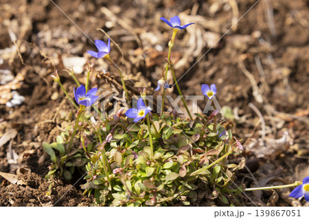 ヒナソウの花 139867051