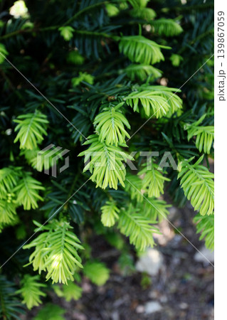 モミの木の新芽 モミの木の新芽 139867059