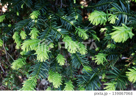 モミの木の新芽 モミの木の新芽 139867068