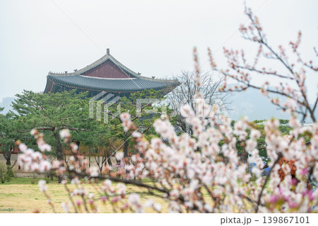 Pink cherry blossom at Gyeongbokgung palace in spring, Seoul Pink cherry blossom at Gyeongbokgung palace in spring, Seoul 139867101