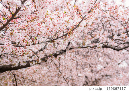 Pink cherry blossom  tunnel at Yeouido Hangang Park in spring, Seoul 139867117