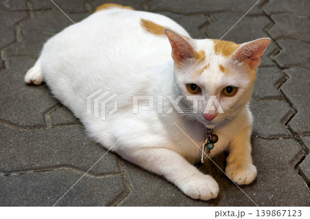 Tabby pregnant fat cat on footpath. Pet portrait Tabby pregnant fat cat on footpath. Pet portrait 139867123