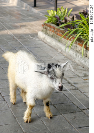Cute baby goat stands on farm park footpath Cute baby goat stands on farm park footpath 139867124