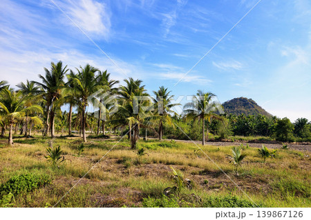 Coconut farm by mountain against blue sky, Prachuap Khiri Khan 139867126