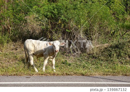Portrait of white little cow on grass meadow by road 139867132