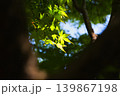 光を浴びて輝く新緑のもみじ 139867198