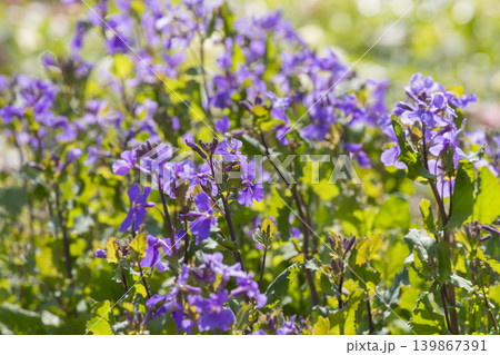 ムラサキハナナの花 ムラサキハナナの花 139867391