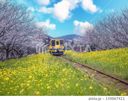 春の菜の花畑を走る電車 春の菜の花畑を走る電車 139867421