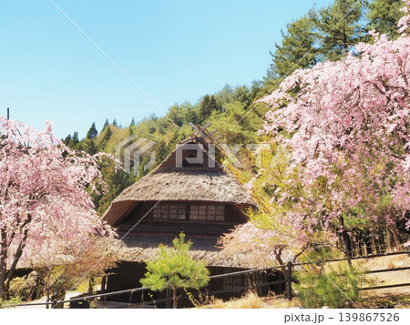 山梨県 満開の桜咲くいやしの里根場 4月 山梨県 満開の桜咲くいやしの里根場 4月 139867526