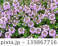 イブキジャコウソウ 139867716