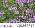 イブキジャコウソウ 139867717
