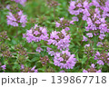 イブキジャコウソウ 139867718