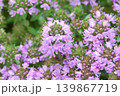 イブキジャコウソウ 139867719