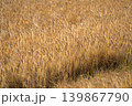 麦畑01 139867790