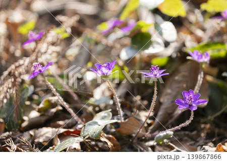 ユキワリソウの花 139867866