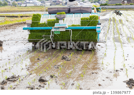 田植え機での田植え風景 品種:コシヒカリ 田植え機での田植え風景 品種:コシヒカリ 139867977