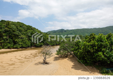 【石垣島】吹通川のマングローブ林 【石垣島】吹通川のマングローブ林 139868026