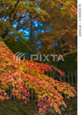 森の中の秋景色 森の中の秋景色 139868070
