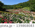 満開のバラ　薔薇　ばら　東沢バラ公園 139868083