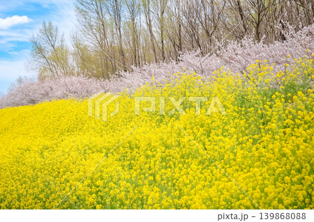 菜の花畑と桜が広がる春の風景 菜の花畑と桜が広がる春の風景 139868088