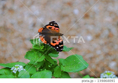 クレソンの花で吸蜜するアカタテハ クレソンの花で吸蜜するアカタテハ 139868091