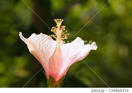 光に透ける薄ピンク色のハイビスカスの花 139868314