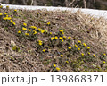 フクジュソウの花 139868371